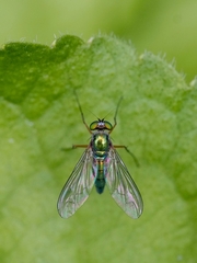 Chrysosomatini