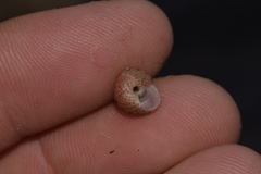 Eurytrochus strangei