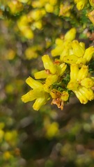 Penaea mucronata