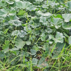 Malva