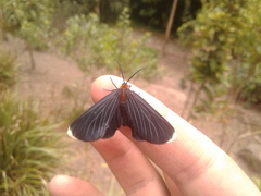 Melanchroia chephise
