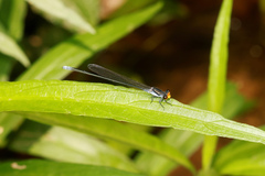 Pseudagrion ignifer