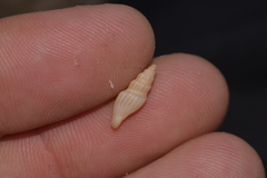 Guraleus tasmanicus