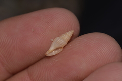 Guraleus tasmanicus