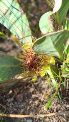 Protea