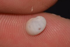 Vanikoro sigaretiformis