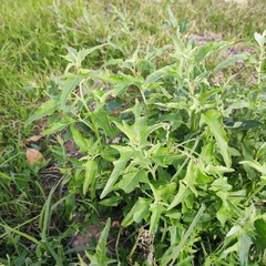 Atriplex aucheri