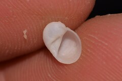 Vanikoro sigaretiformis