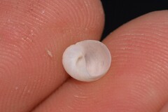 Vanikoro sigaretiformis