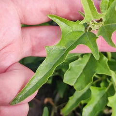 Atriplex aucheri