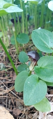 Arisarum simorrhinum