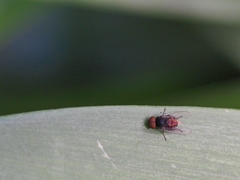 Lindneromyia