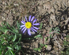 Felicia hirsuta