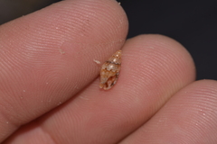 Pseudamycla dermestoidea