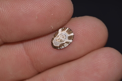 Patelloida latistrigata