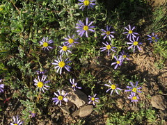 Felicia hirsuta