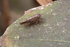 Osbornellus clarus