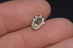 Patelloida latistrigata