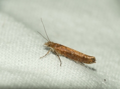 Ypsolopha ustella