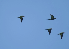 Psittacula alexandri