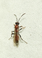 Ichneumoninae