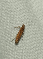 Ypsolopha ustella