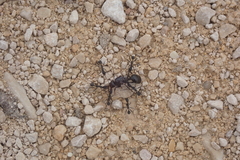 Aphaenogaster senilis