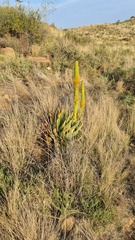 Aloe broomii