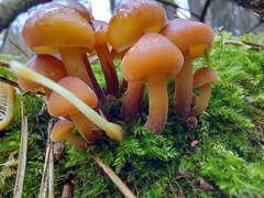 Flammulina velutipes