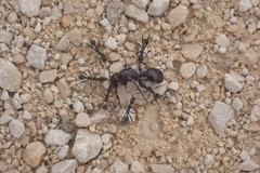 Aphaenogaster senilis