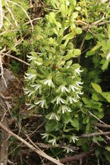 Bonatea speciosa