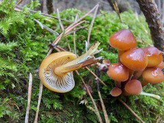 Flammulina velutipes