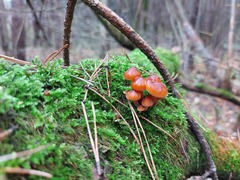Flammulina velutipes