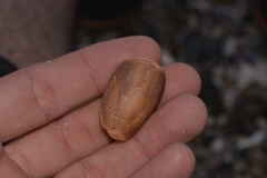 Isara carbonaria