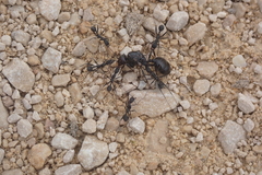 Aphaenogaster senilis