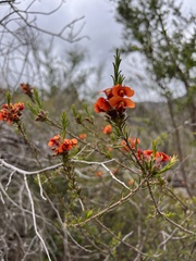 Dillwynia hispida