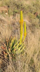 Aloe broomii