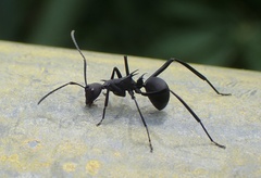 Polyrhachis abdominalis