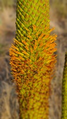 Aloe broomii
