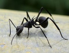 Polyrhachis abdominalis