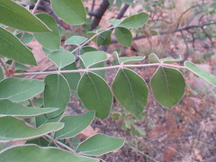 Lannea discolor