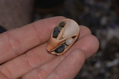 Isara carbonaria