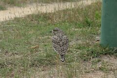 Burhinus capensis