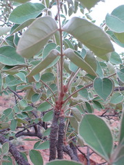 Lannea discolor