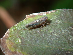 Osbornellus clarus