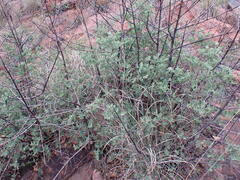 Afrocanthium gilfillanii