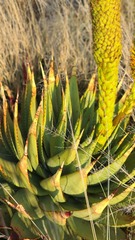 Aloe broomii