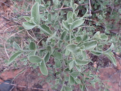 Afrocanthium gilfillanii