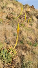 Aloe broomii