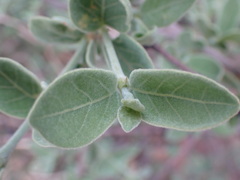Afrocanthium gilfillanii